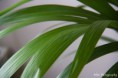 /album/makro-fotografie/blad-1-jpg/