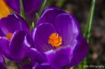 /album/makro-fotografie/krokus-1-jpg/