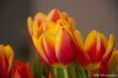/album/makro-fotografie/tulp-1-jpg/