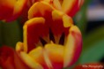 /album/makro-fotografie/tulp-2-jpg/