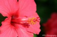 /album/makro-fotografie/bloem-1-jpg/