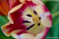 /album/makro-fotografie/tulp-3-jpg/