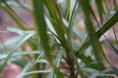 /album/makro-fotografie/blad-3-jpg/