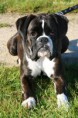 /album/dieren/hond-1-jpg/