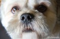 /album/dieren/tommy-1-jpg/