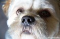 /album/dieren/tommy-2-jpg/