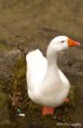 /album/dieren/gans-1-jpg/