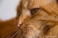 /album/dieren/noortje-2-jpg/