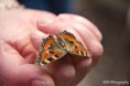 /album/dieren/vlinder-1-jpg/