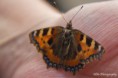 /album/dieren/vlinder-2-jpg/