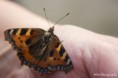 /album/dieren/vlinder-3-jpg/